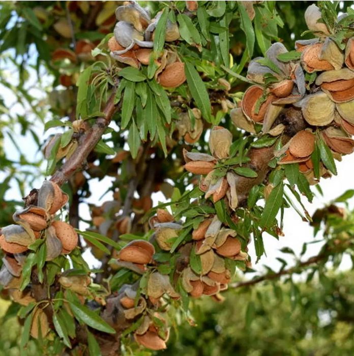 Migdal SUPER NOVA ambalat 5+1 gratis