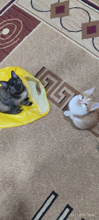 Отдам даром котята , в добрые руки