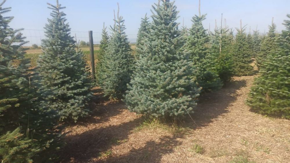 Brazi arginti și verzi