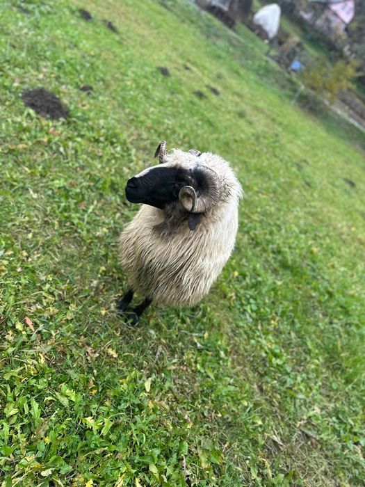 Mior de vanzare 1000 lei