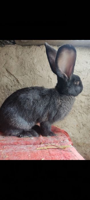 Flander samka sotiladi