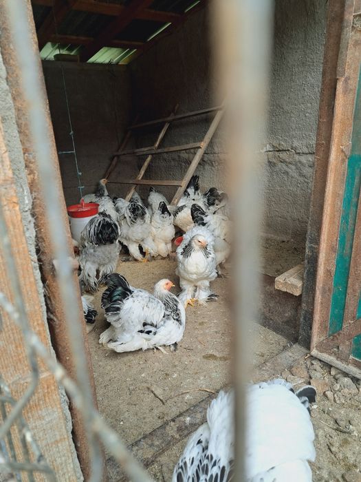 Cocosi brahma de 5 luni