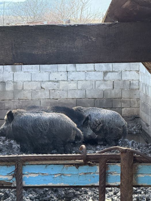 Два мъжки и  един женски нерез