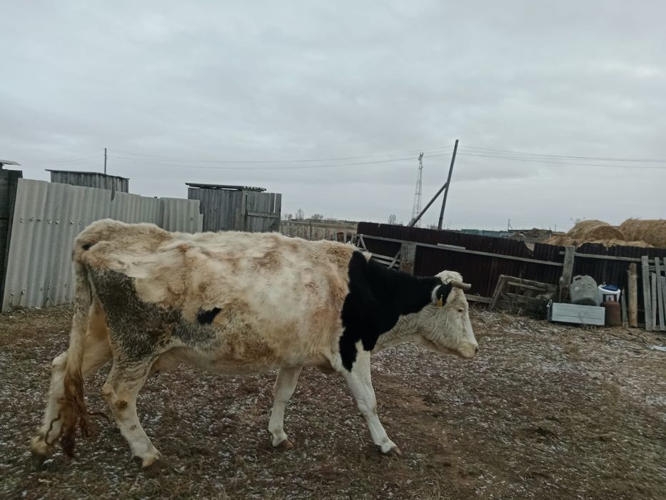 Продам дойную корову