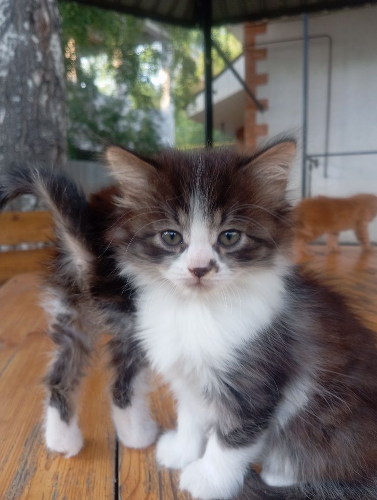 Котята . девочки