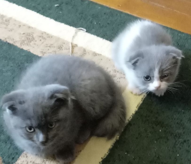 Вислоухие скотиш фолд котята