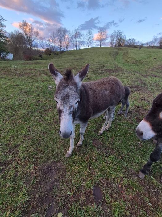 Magarita de vanzare cu pui