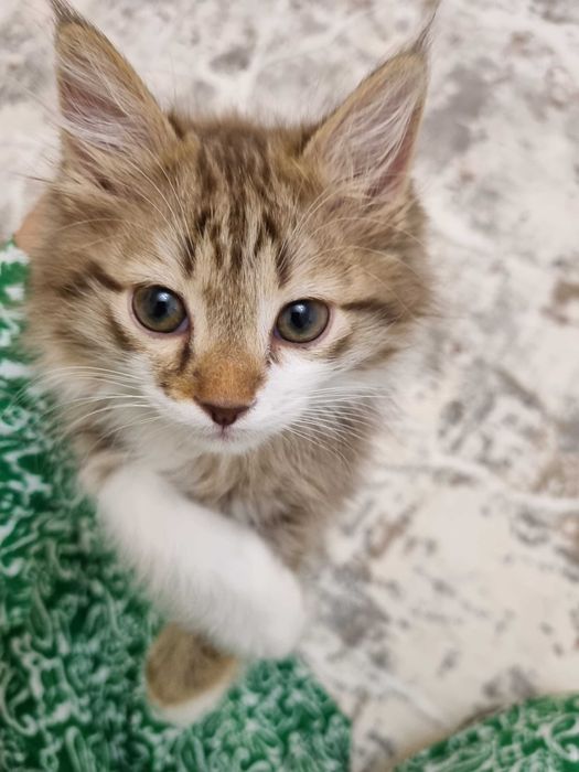 Котёнок Норвежской лесной кошки, мальчик, 3 месяца