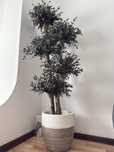 Copac natural stabilizat Parvifolia cu 4 sfere 165 cm