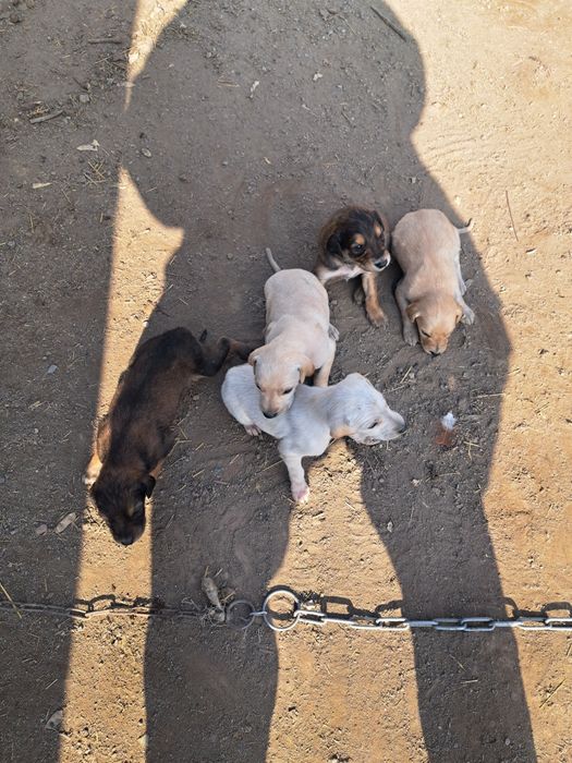 Тазы күшіктер щенки таз