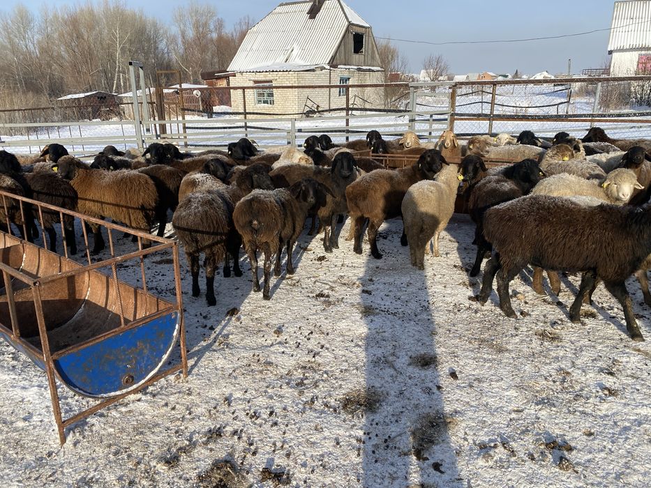 Семіз тоқты Молодая жирная баранинина