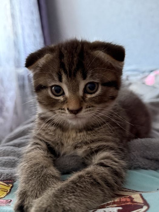 Продам котенка шотланский вислоухий 2,7 месяцев