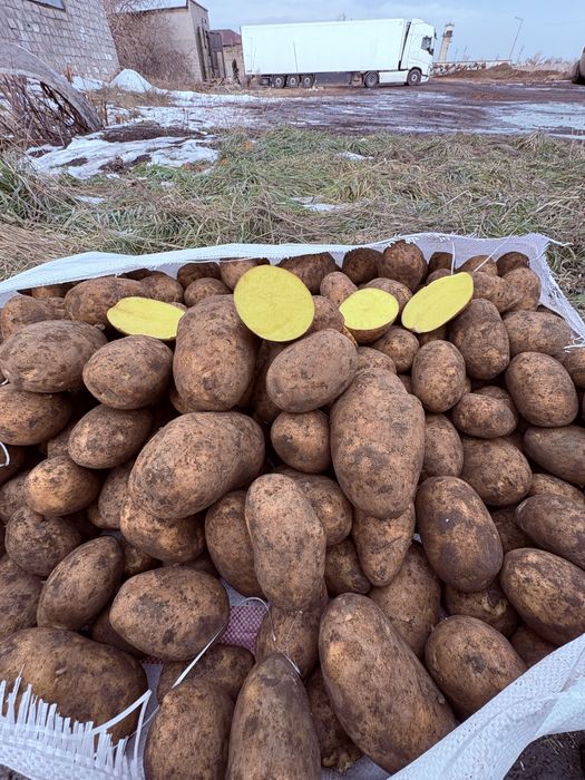 Продам картофель сорт Вега.