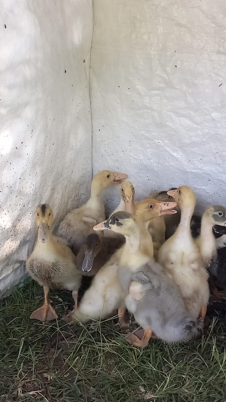 Продам домашнее утят