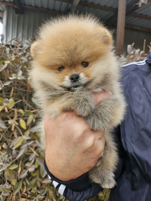 Новый помет щенков