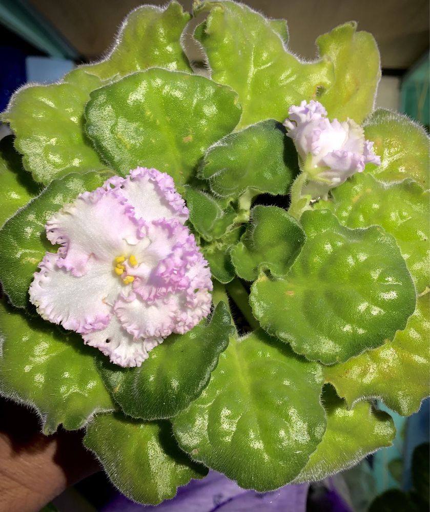Стайна теменужка Saintpaulia Сейнтполия African Violet Африканска