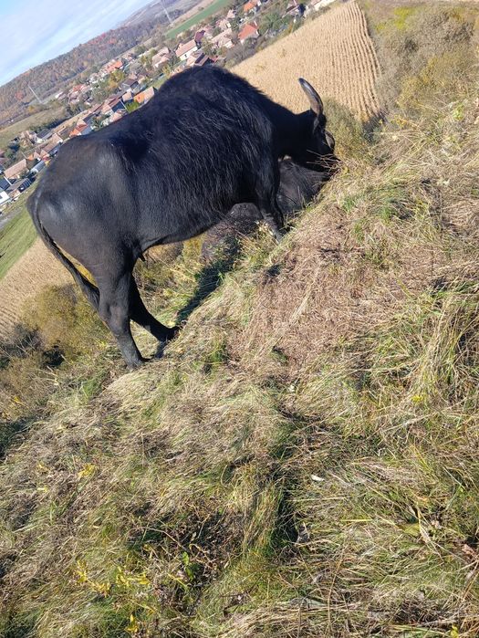 De vânzare 3 bivolițe