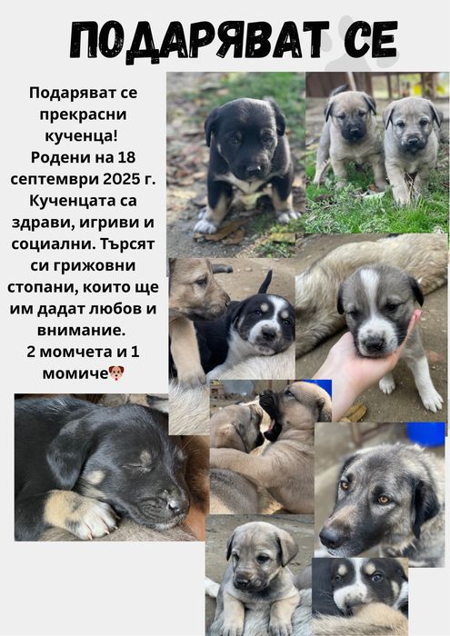 Подаряват се малки кученца кучета