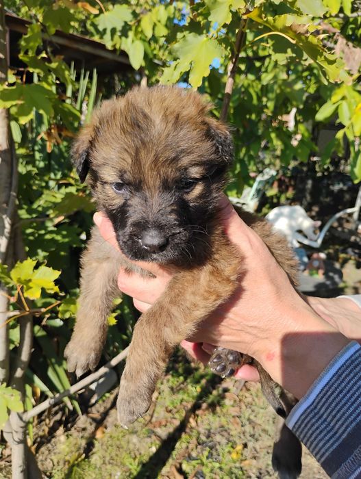 Малиноа Белгийска овчарка