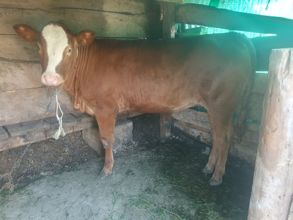 De vânzare o junică