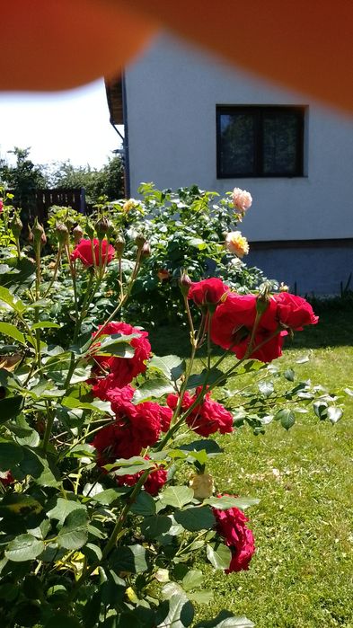 Snagov Apartament ultracentral etaj 1 din P+1 curte, lac, debarcader