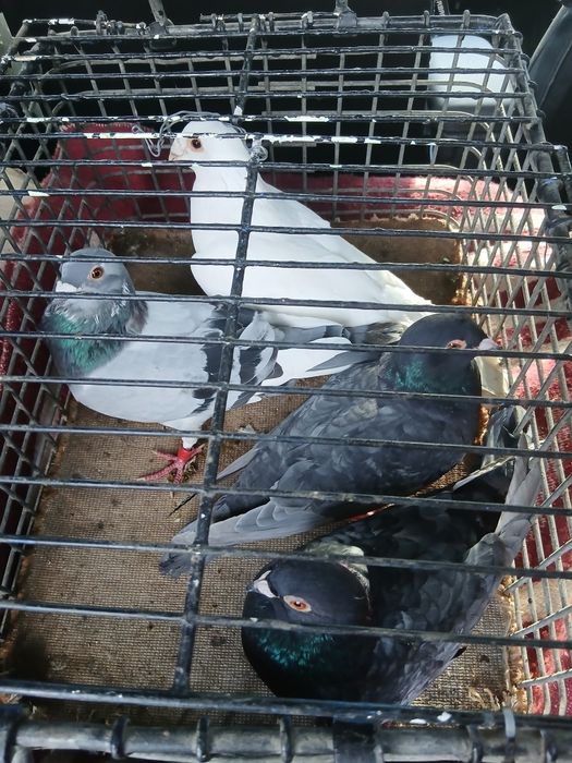 Vând haine ( ce este în poze )