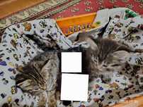 Мушук бор бесплатно
