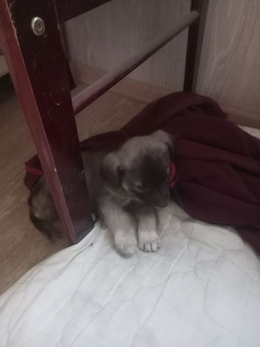 Собачка девочка звоночек в добрые руки