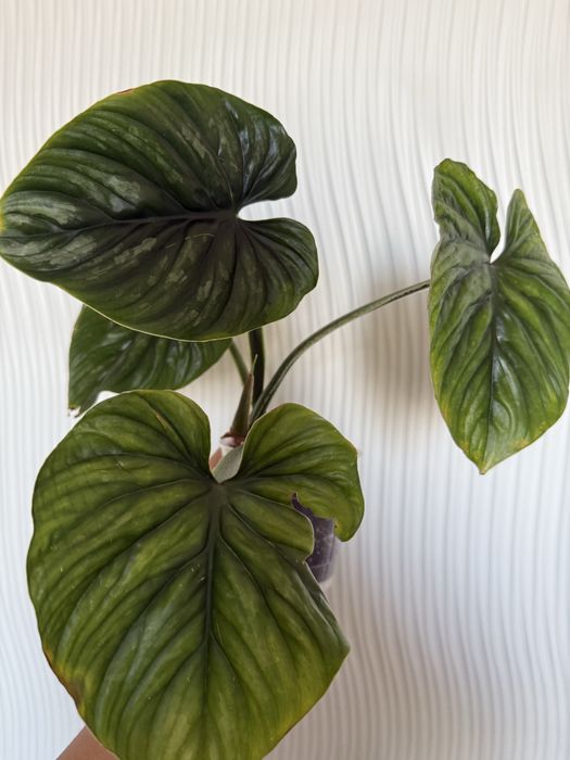 Филодендрон пловмани