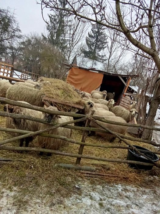 Vand oi mioare si stramioare bucati 20