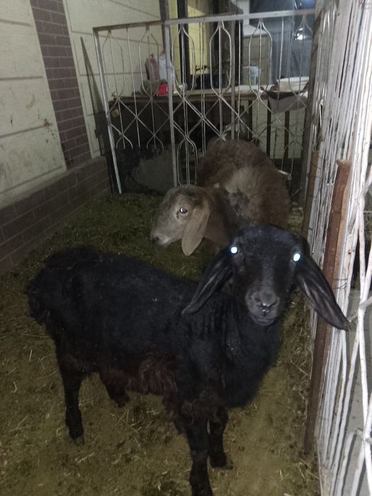 Qoʻzichoqlar sotiladi