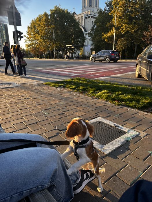 Cavalier King Charles Spaniel