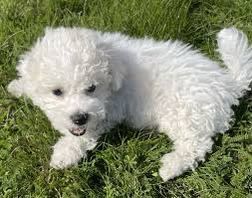 Bichon frize albi