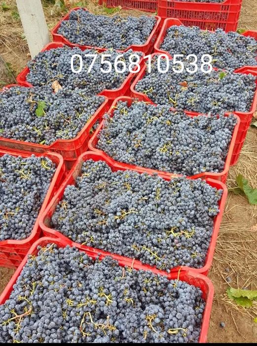 Struguri de vin cea mai buna calitate cumpăra cu cap și salvează bani