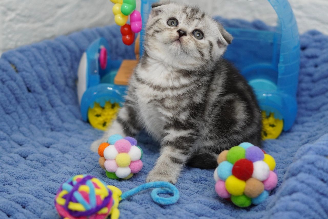 Вислоухие котята скоттиш-фолд