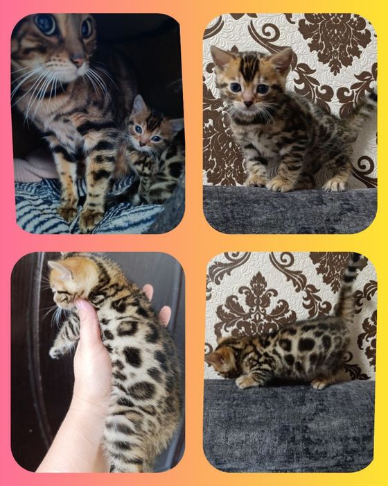 Продается Бенгальский котенок мальчик.