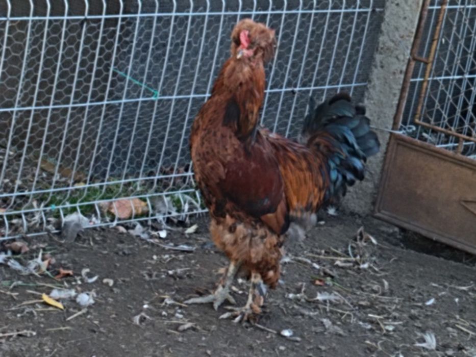 De vânzare cocoși cu moț cu barbă și încălțat nu ofer transport