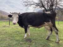 Vaca pentru lapte