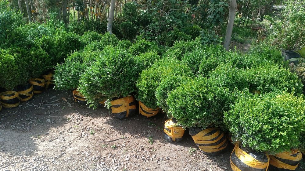 Шамшод оптом нархларда