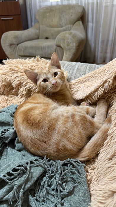 Котенок мальчик 5 месяцев
