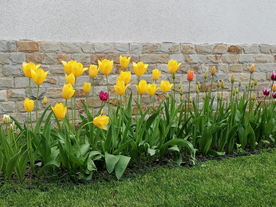 Лалета луковици различни цветове