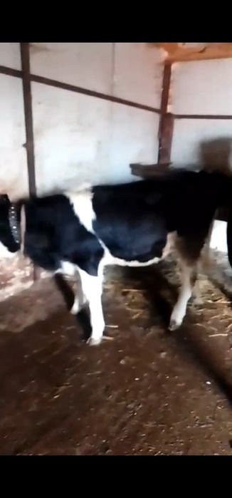 Vaca cu vitel de vânzare