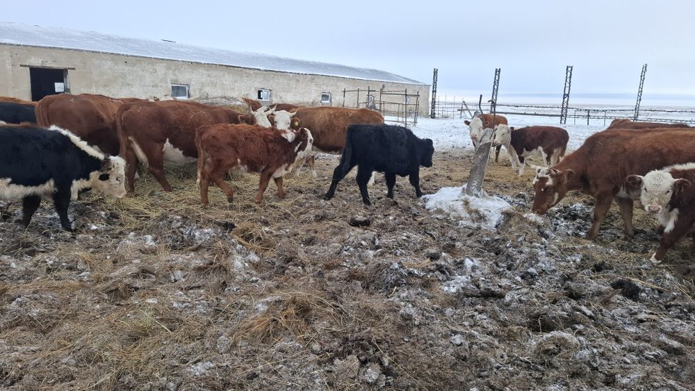 Продам телят 2025 года, 18 голов, тёлки и бычки