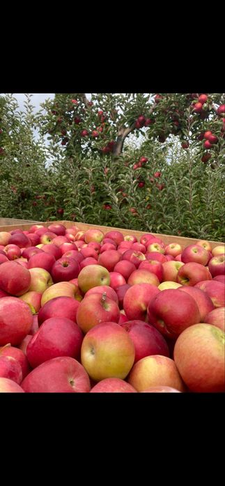 Vand mere idared calitate 1