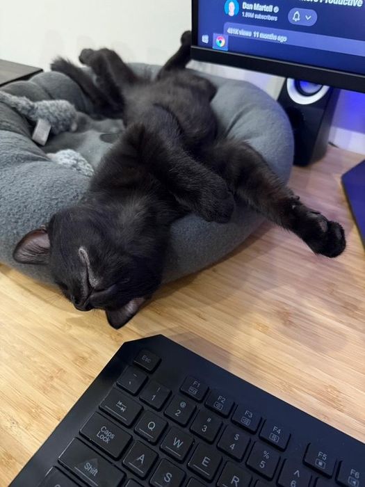 Коте черно (пума)