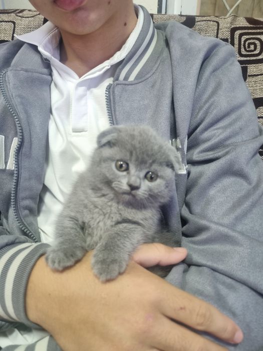Продаётся котёнок Британский