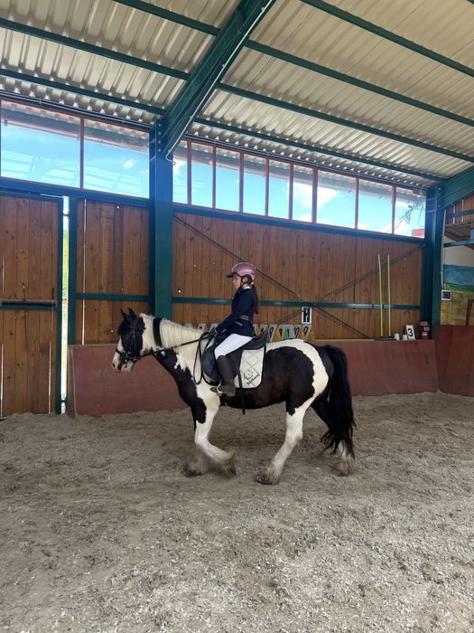 Pereche de gipsy vanner tinkeri