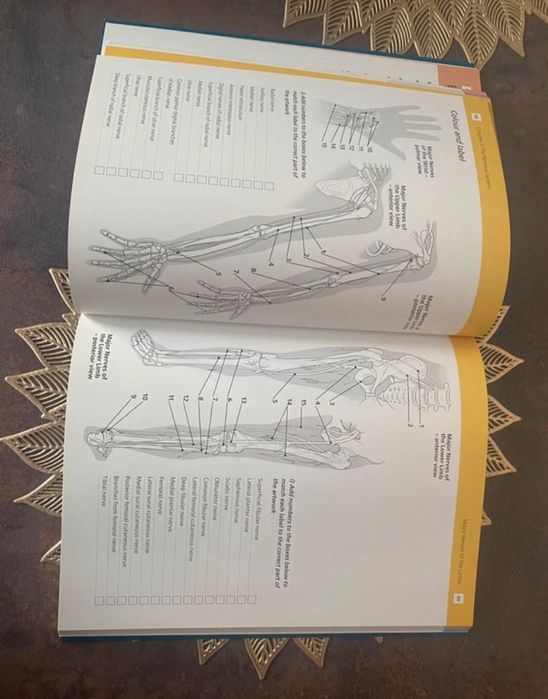 Anatomy Student’s Revision WorkbooK