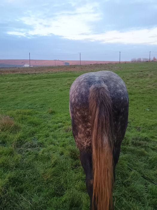 Vind harmasar de 6 ani cuminte merge foarte bine la căruță