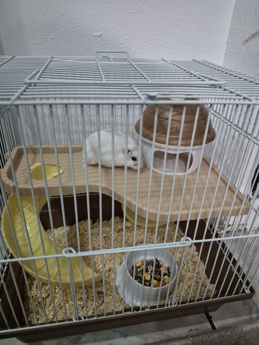 Vand hamster pitic
